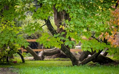 Arboretum_Opeka_obilazak 11.jpg