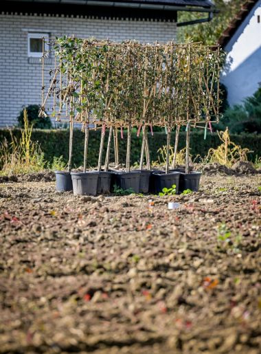 Arboretum_Opeka_obilazak 39.jpg