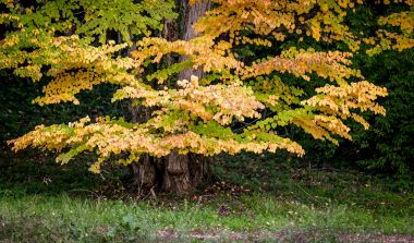 Arboretum_Opeka_obilazak 4.jpg