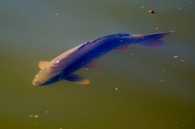 poribljavanje_trakoscansko_jezero_2025   9.JPG